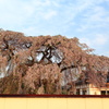 樹齢300年のしだれ桜 Ⅰ　～　再びの法亀寺