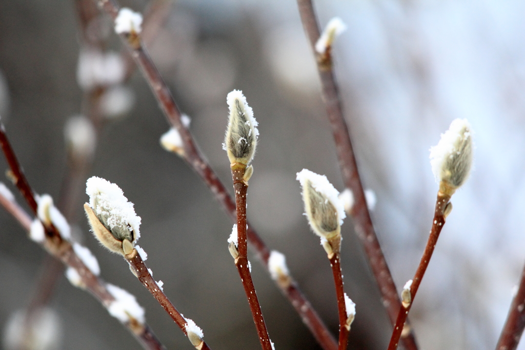 「ねこやなぎ」の雪化粧