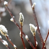 「ねこやなぎ」の雪化粧