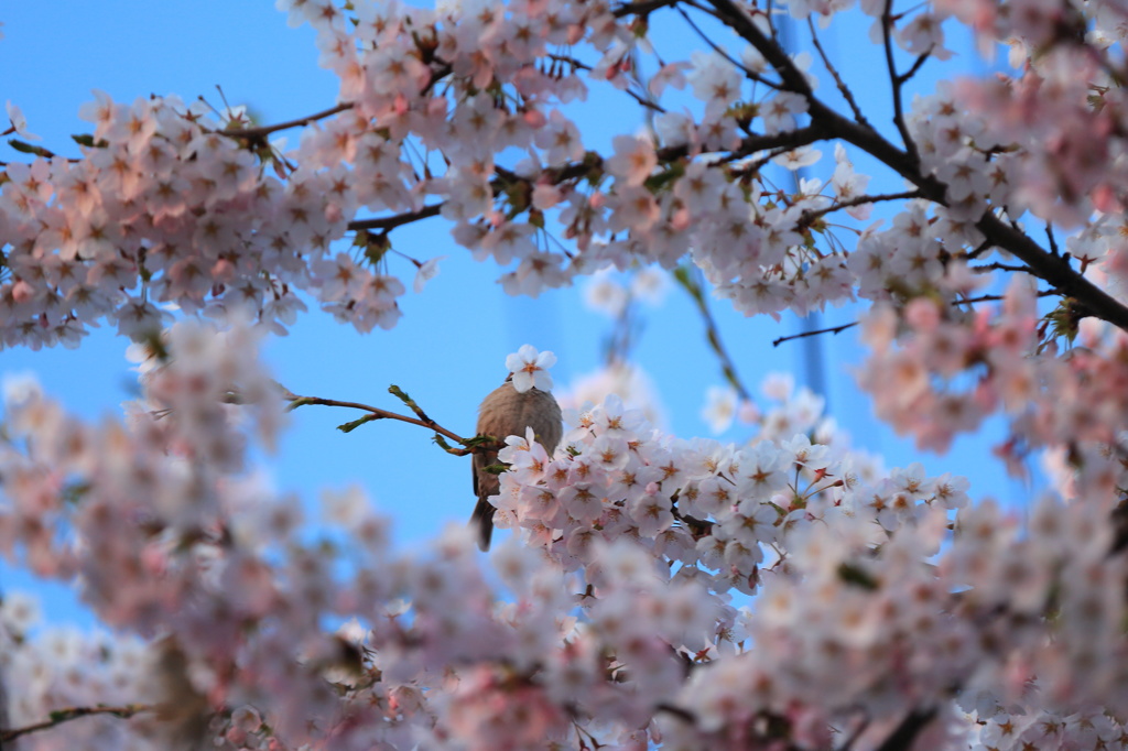 すずめさんのお花見