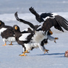DOGFIGHT　３