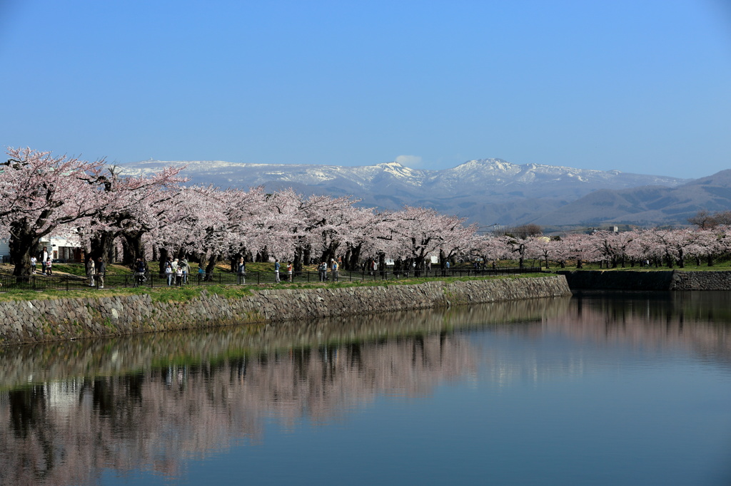 春の五稜郭　～　桜と横津岳の雪渓