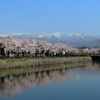 春の五稜郭　～　桜と横津岳の雪渓