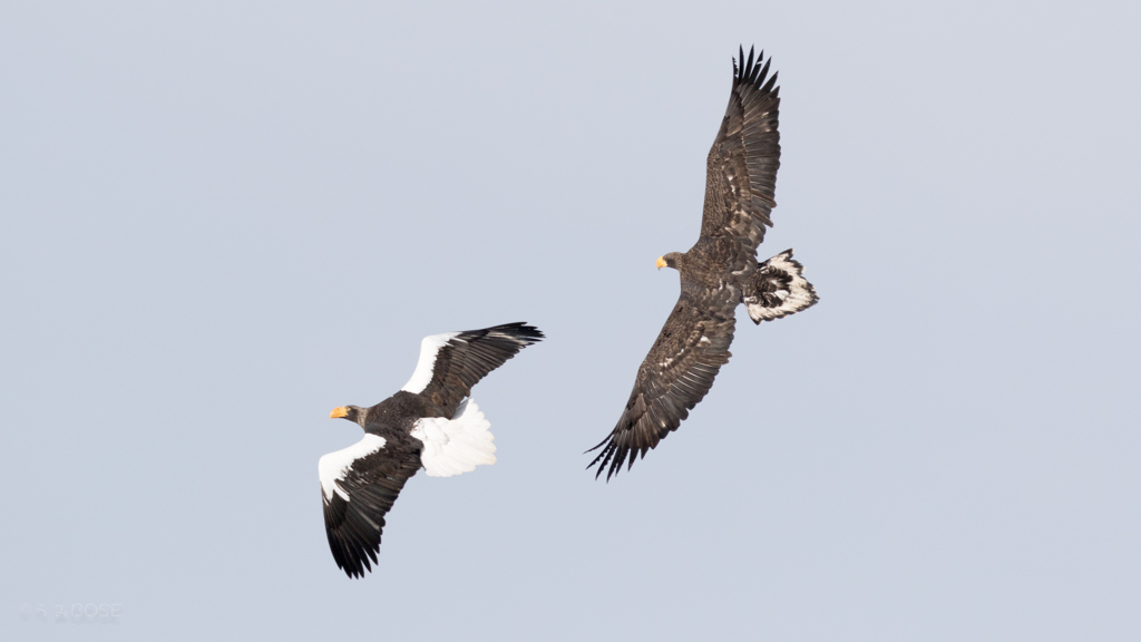 DOGFIGHT　１