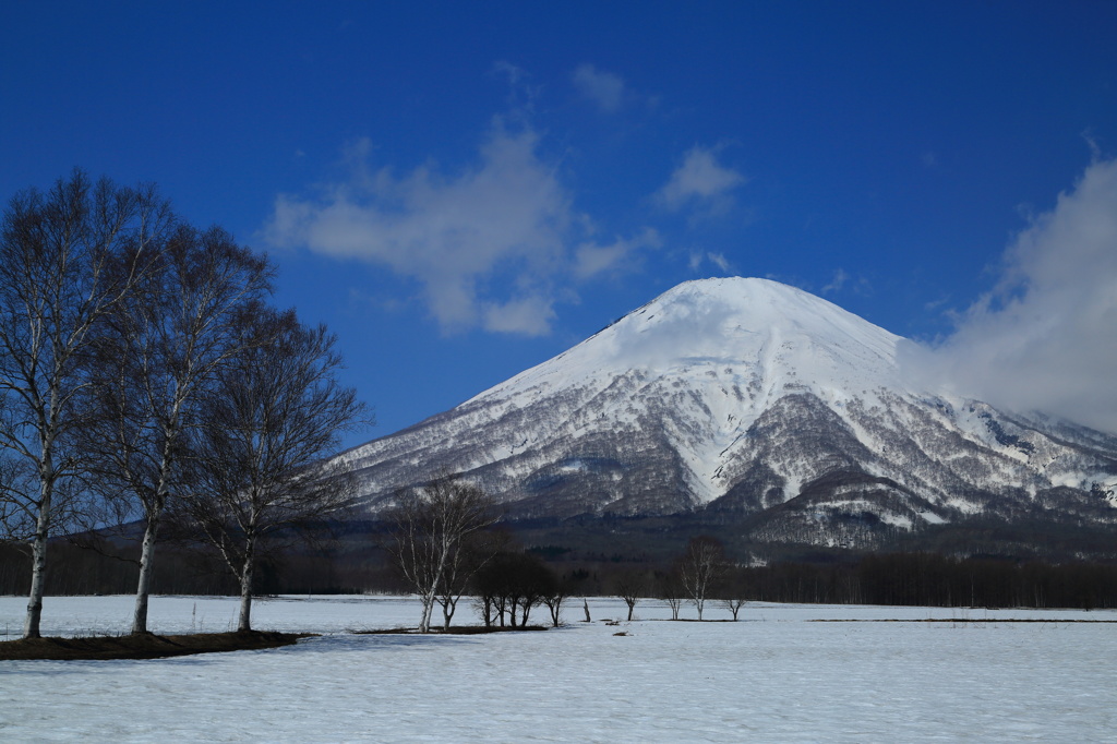 春の羊蹄山 Ⅱ