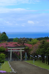 桜の見納め Ⅰ　～　石崎地主海神社からの眺め