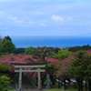 桜の見納め Ⅰ　～　石崎地主海神社からの眺め