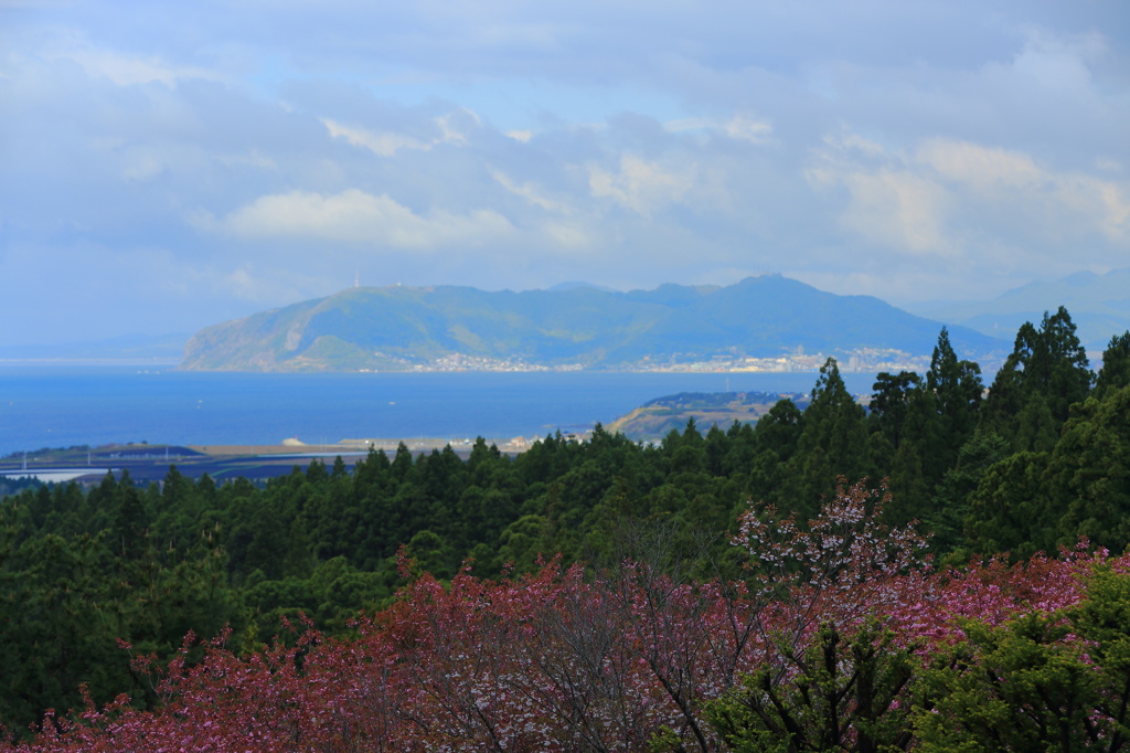 桜の見納め Ⅱ　～　石崎地主海神社からの眺め