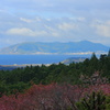 桜の見納め Ⅱ　～　石崎地主海神社からの眺め