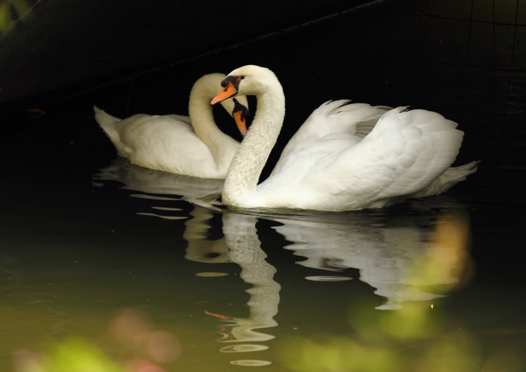 白鳥のｈｅａｒｔ