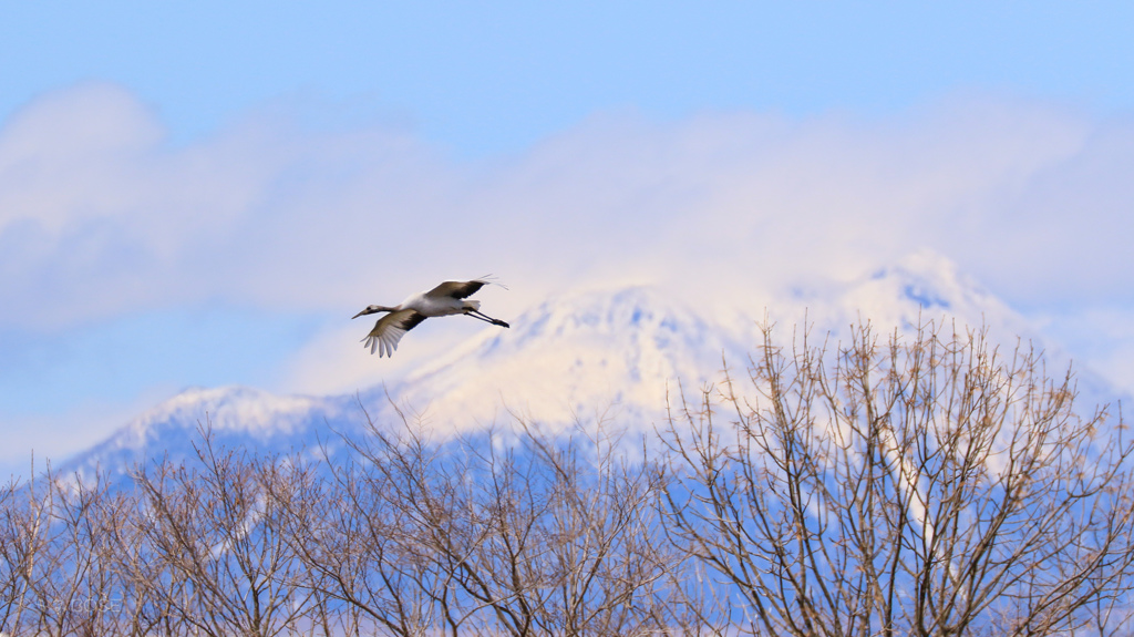 鶴居村の春
