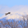 鶴居村の春