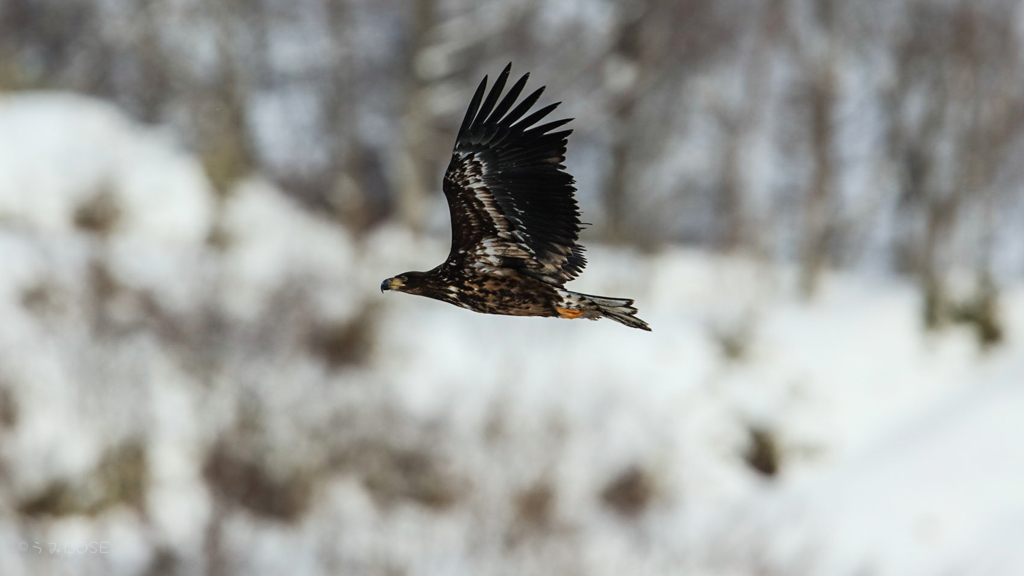 Eagle Flying