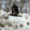Eagle Flying