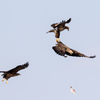 Air Combat（空中戦）　１