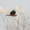 Black kite（鳶）