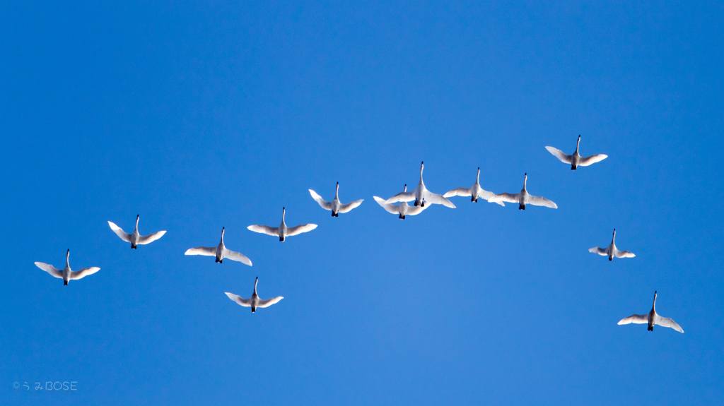 Migratory bird（渡り鳥）