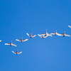 Migratory bird（渡り鳥）