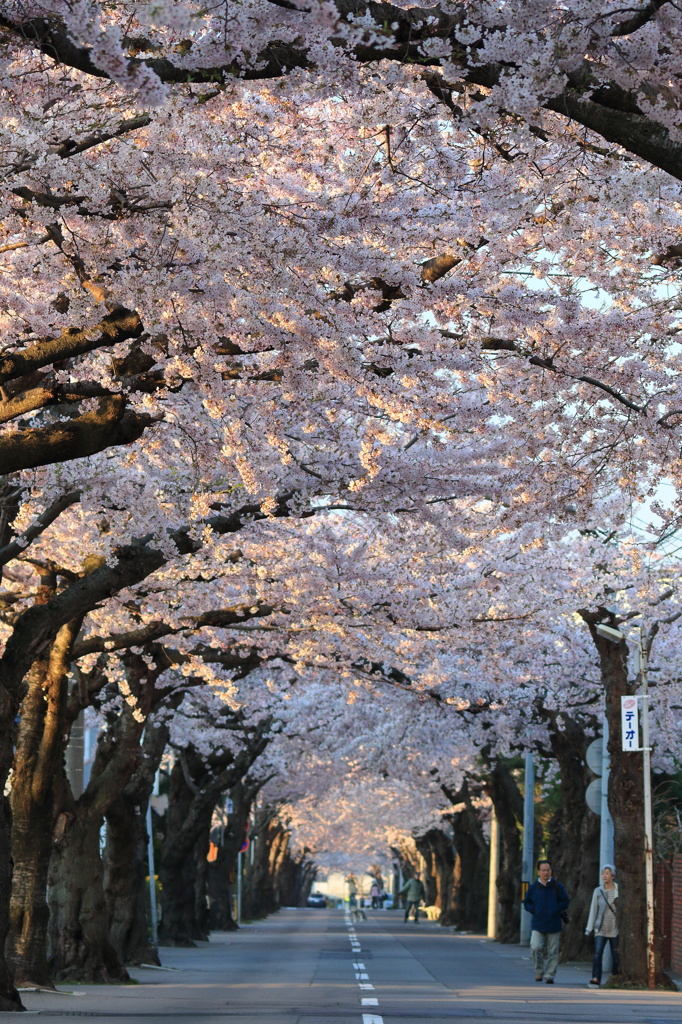 桜の回廊　～　杉並町桜が丘通り