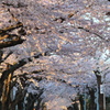 桜の回廊　～　杉並町桜が丘通り