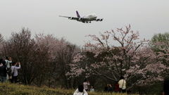 さくらの山の花見