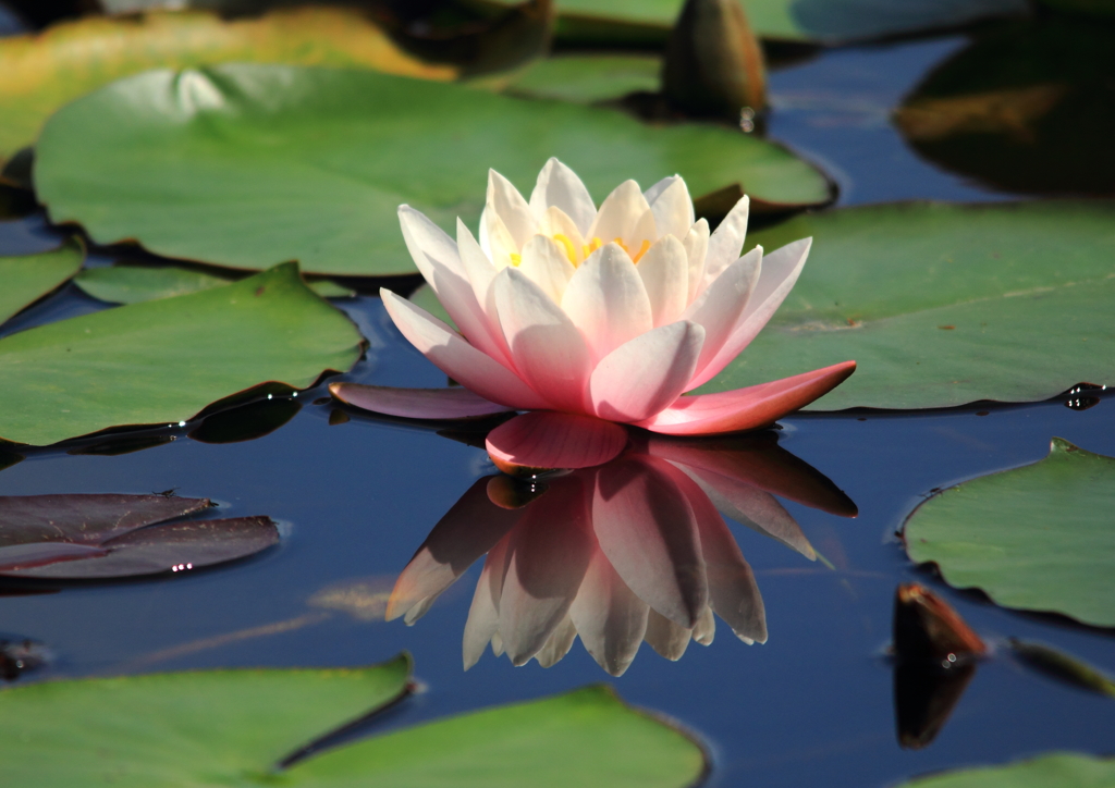 大沼公園の睡蓮