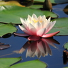 大沼公園の睡蓮