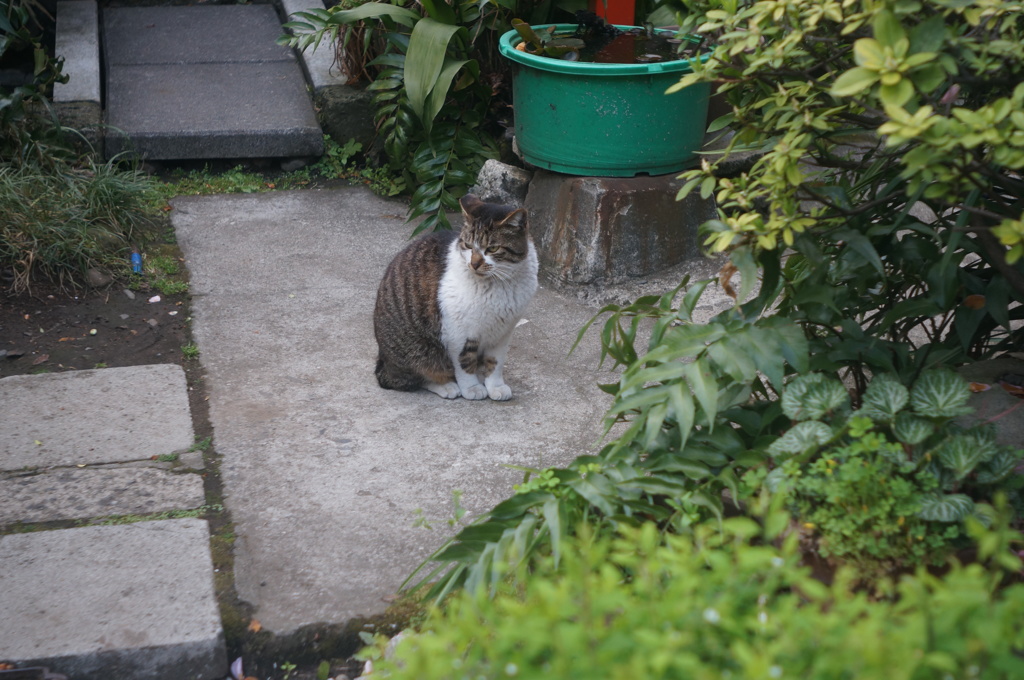 神社に住んでいる猫さん