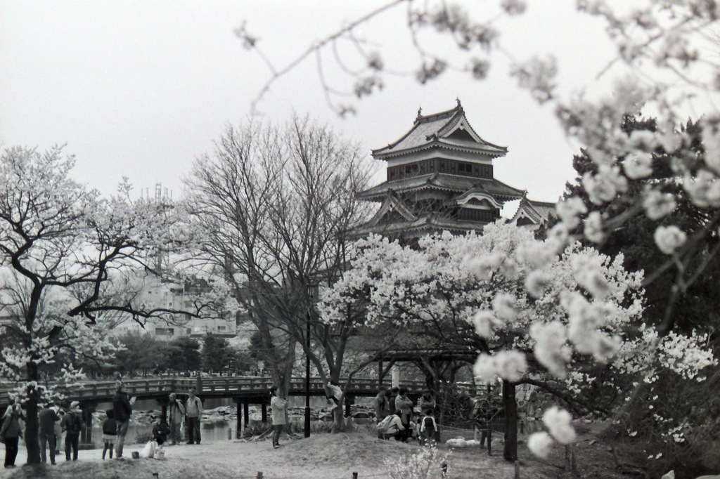 松本城と桜