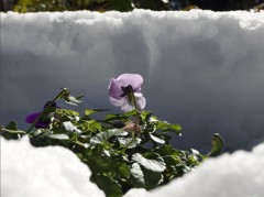 140209 【東京雪まつり】 花