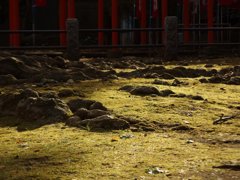 131230_133034 写真撮り歩き第1回オフ@都電地蔵坂商店街