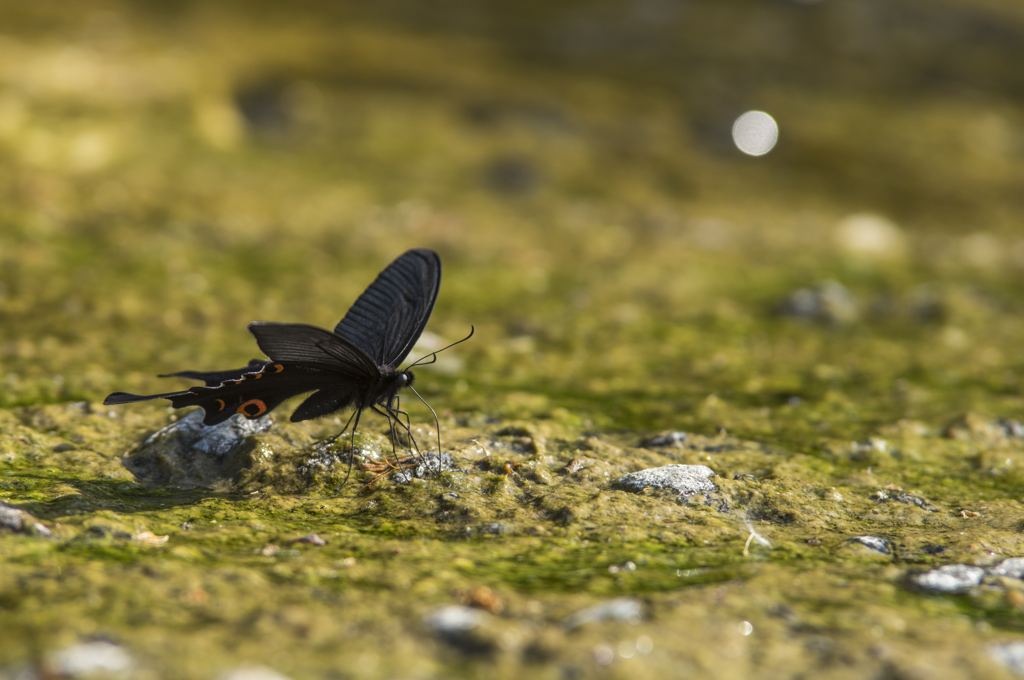 オナガアゲハ-2847