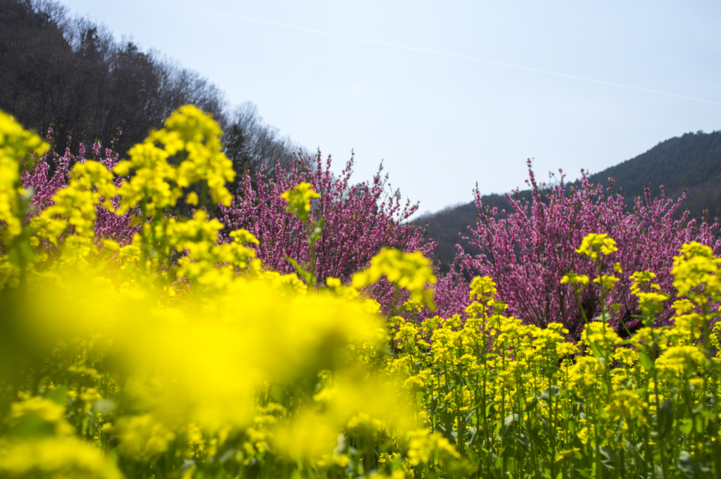 桃菜の花D-0083