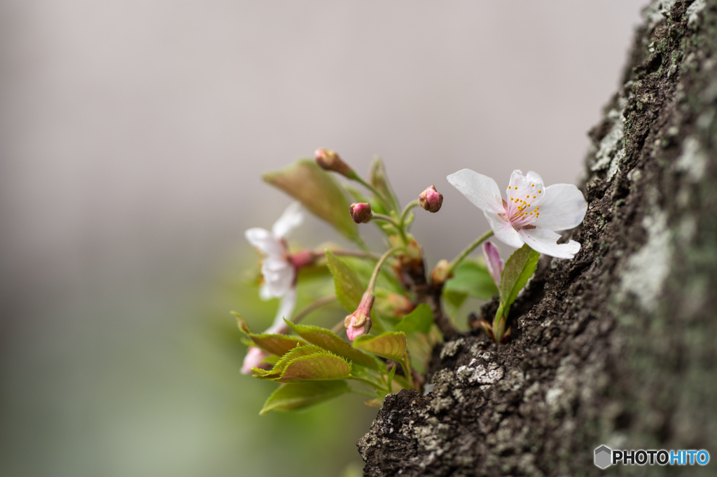 胴吹き桜-7379