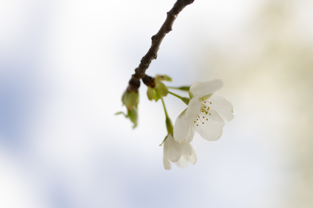 山桜-0449