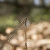 ホソミイトトンボ-0185