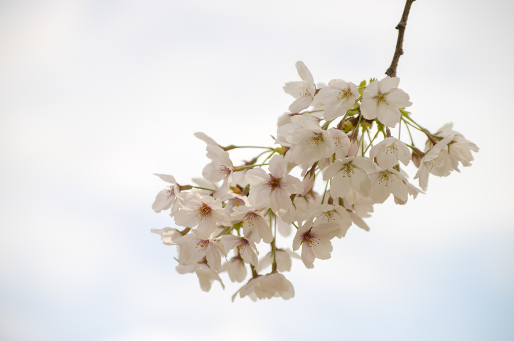 桜-0488