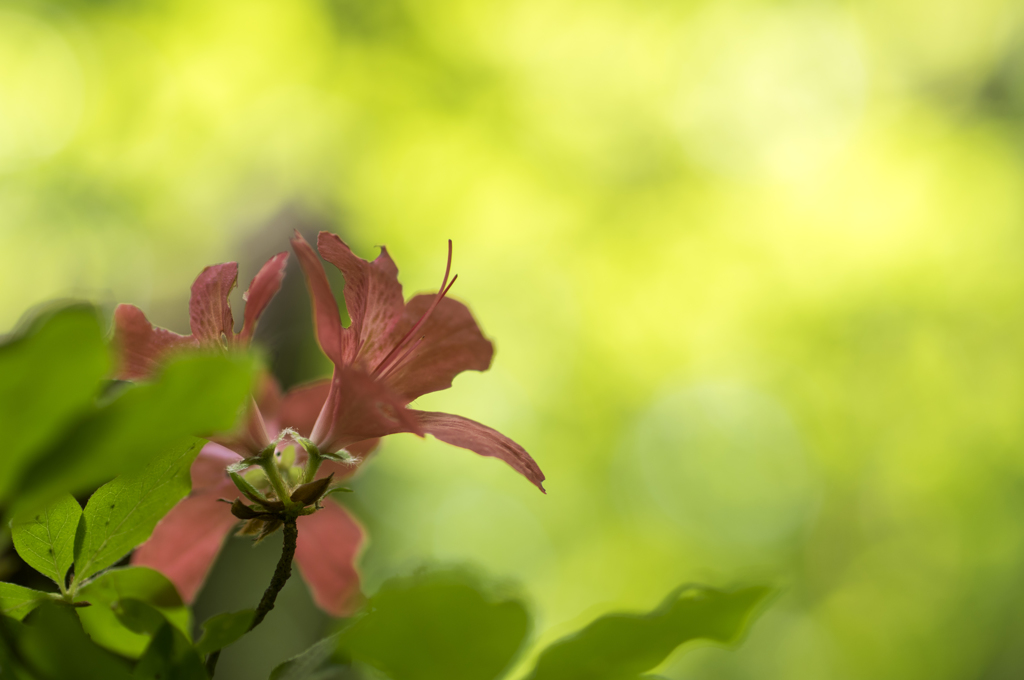 ヤマツツジ-2861