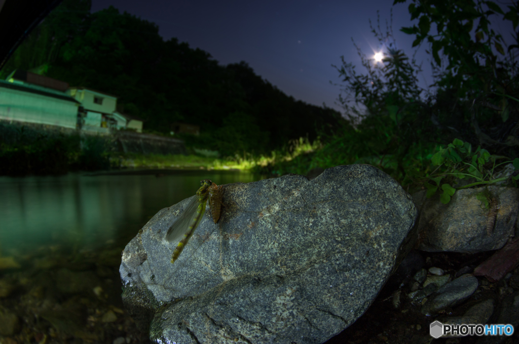 月夜の羽化