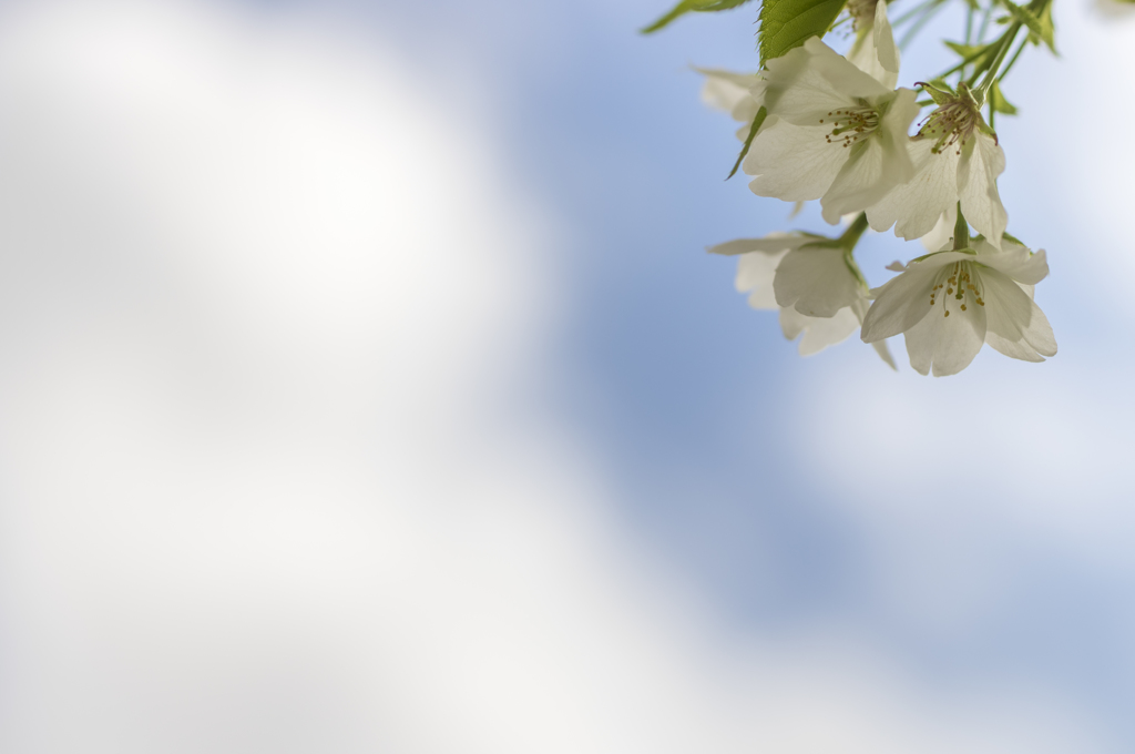 山桜-0455