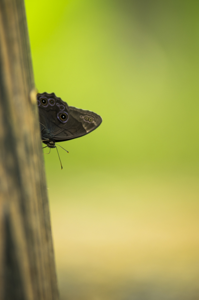 クロヒカゲ-2891