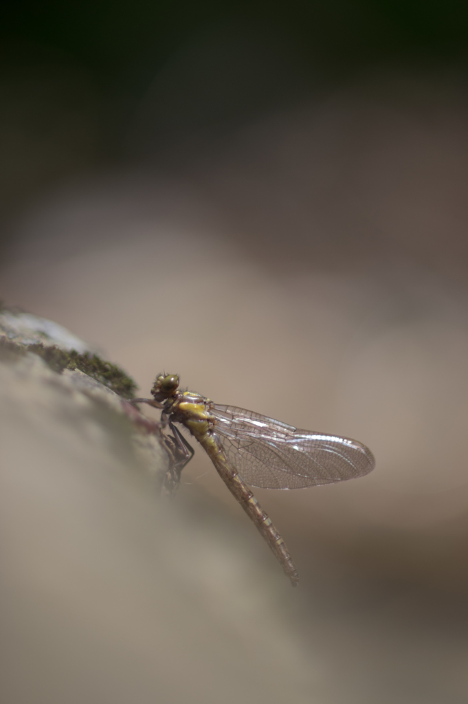 ヒメクロ♀55-2605