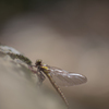ヒメクロ♀55-2605