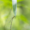 オオアオイトトンボ-2377