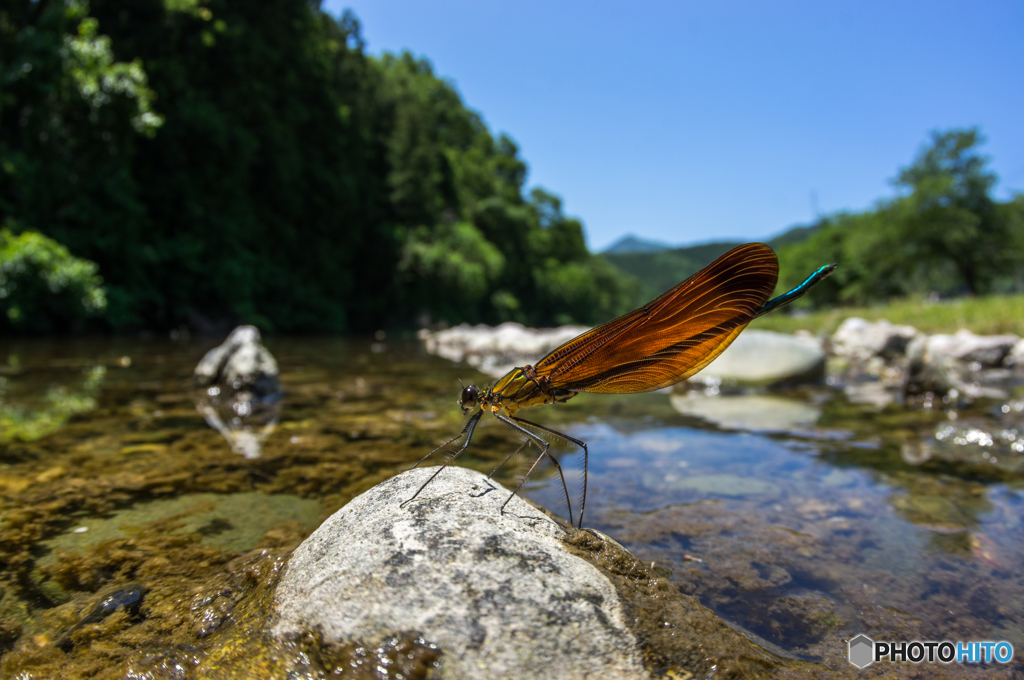 透ける茶