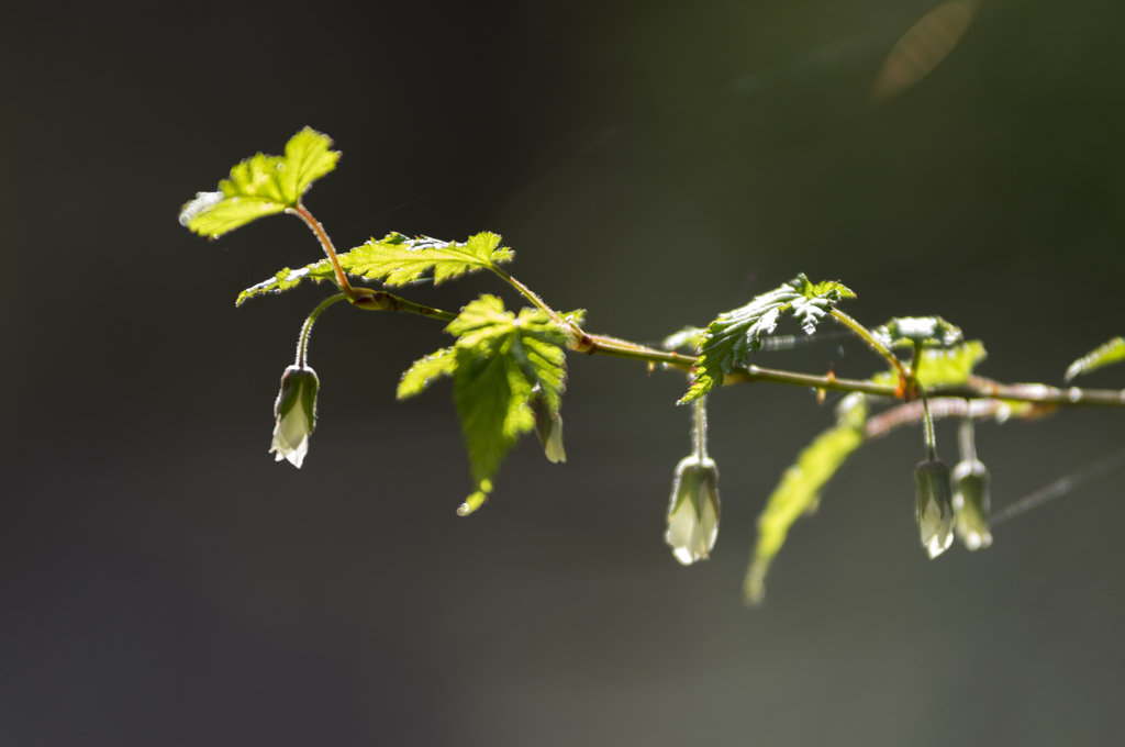 モミジイチゴ-9653