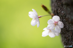 幹桜-0802