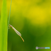 黄暈