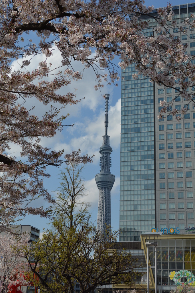 桜とコラボ