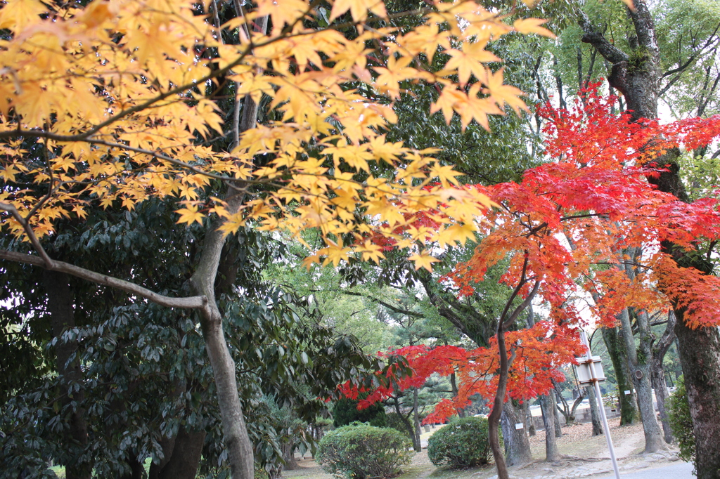 紅葉２色